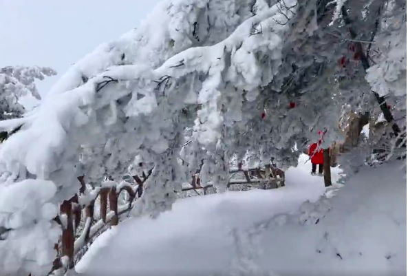 视频告诉你，雪后的老君山有多快乐？