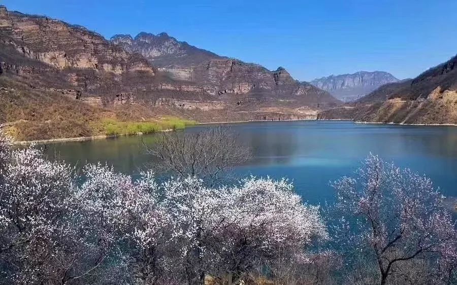 春光无限好，绚烂粉红惹人醉，来太行大峡谷开启春的旅行！