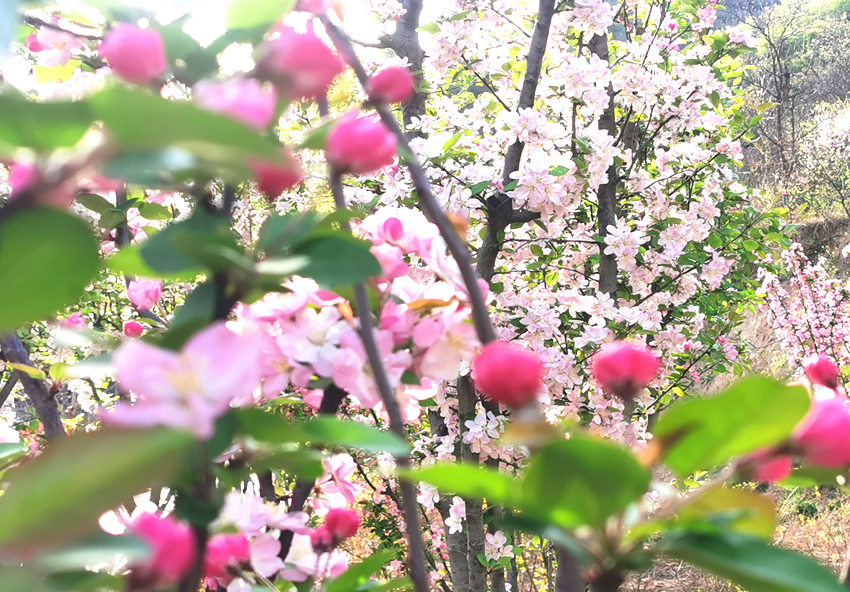 海棠绽放， 在巩义竹林长寿山的春天里诉说最美时光