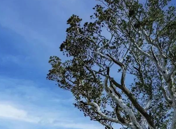 妈！神农山免门票还送花，祝您平安喜乐、貌美如花！