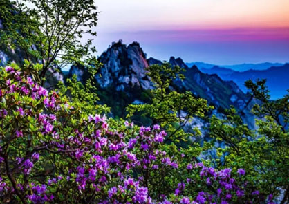 “尧山杜鹃映天红·云赏花海醉石人”| 国家5A级2025尧山杜鹃花节盛大开幕啦！