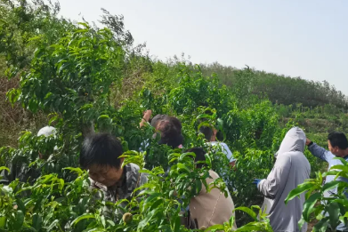黄河神仙湾桃子即将成熟