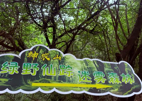 初秋神农山太绝了！龙脊穿云、白松摇曳、猕猴嬉戏，看不完的浪漫与惊喜！