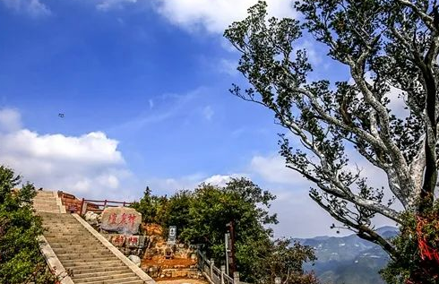 【千年白皮松】亚洲鲜有的 “大山盆景” 群落，就在神农山！