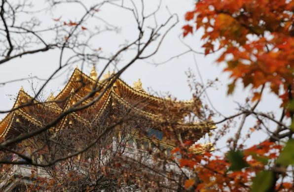 老君山红叶图鉴｜枫叶燃霞、黄栌流丹，共赴一场秋日仙侠宴
