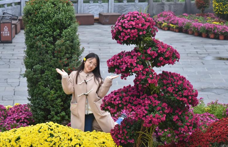 神农山秋韵上线：赏菊观“海”，解锁秋日第一抹红