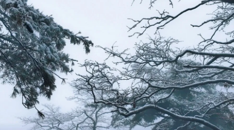 官宣！老君山秋天的第一场雪，它来了！实况图曝光