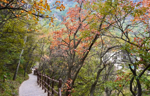 神农山红叶红了!4条核心路线+戏曲盛宴,这份赏红攻略请收好!