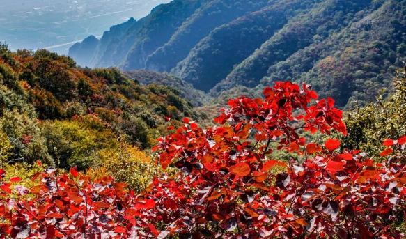 【重阳赴约】神农山免票赏红!60岁以上免门票、免往返索道,陪同人员免门票!
