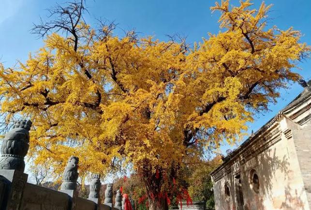 橘香漫丹江,古刹藏金秋!仓房柑橘采摘季必访的千年禅境