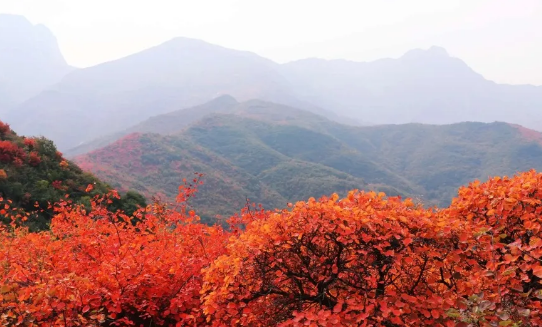 秋染朝歌三千年 红叶妆点古与今