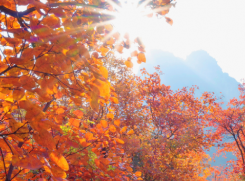 新安50名环卫工免费畅游荆紫仙山,共赏红叶!