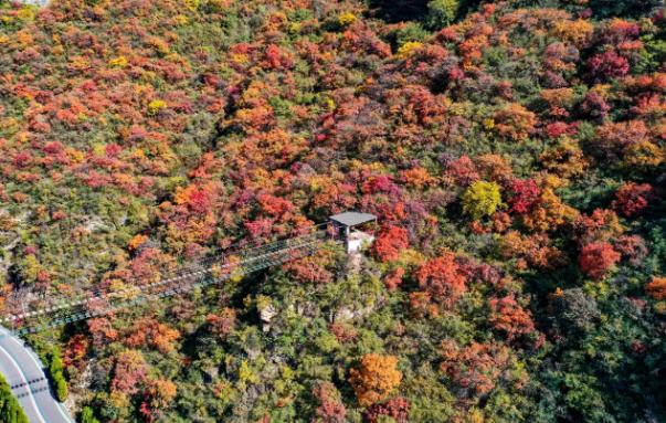 神农山红叶已绽放!漫山红浪,这才是秋日顶流美景!