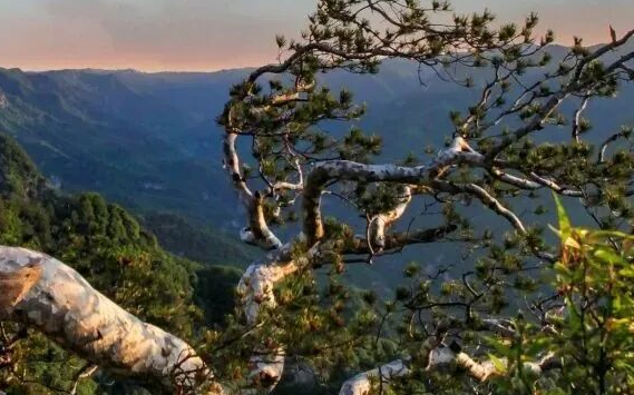 神农山年卡火热发售中!到底有多香!