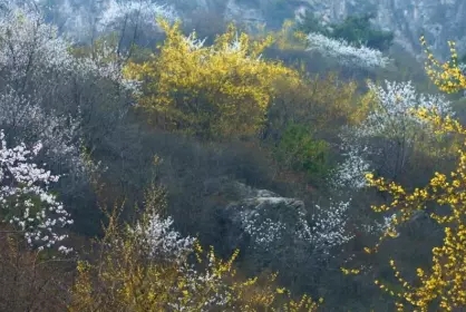 元旦启新!喜迎2026,轿顶山景区邀您共赴山巅!