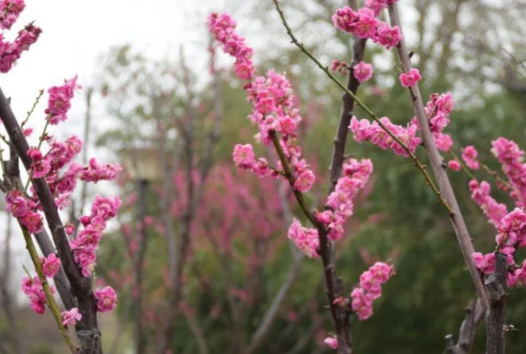 “三八”妇女节，王屋山景区给你专属宠爱——一路繁花，遇见最美的你！