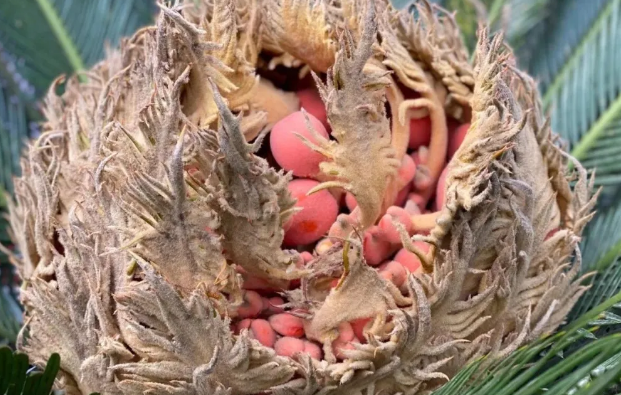 来花洲书院，赴一场千年一遇的祥瑞！