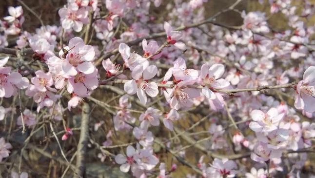女神节礼遇｜春季自驾长寿山优惠开始啦