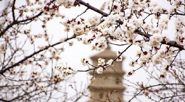 植此青绿·不负春光 | 王屋山景区植树节活动，赴一场与春天的约会！