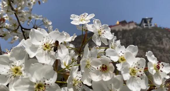 春暖朝歌 花开正好|一起来打卡淇县春日风光大片