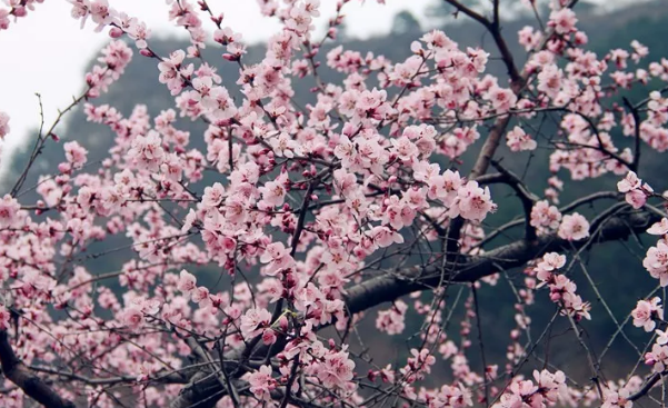 自驾轿顶山·醉卧在云端，登顶见仙境·华盖傲苍穹