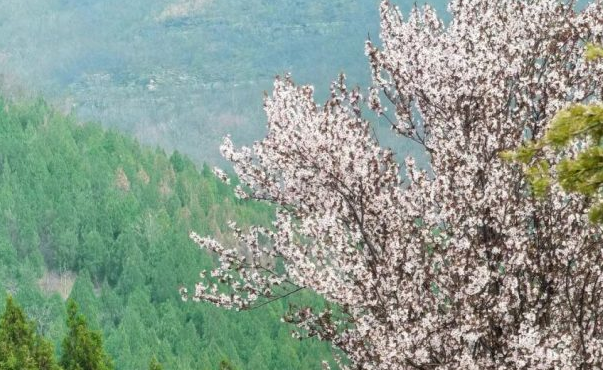 春日松弛感拉满!神农山花开正好,踏春速冲!