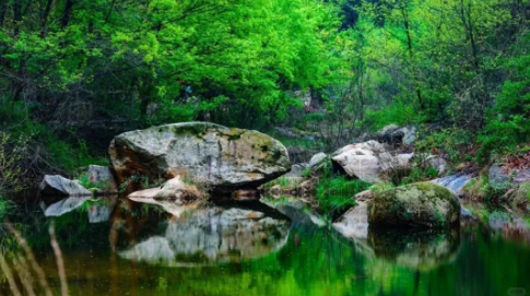 春分将至，昼夜均而寒暑平，七十二潭赏连翘正当时