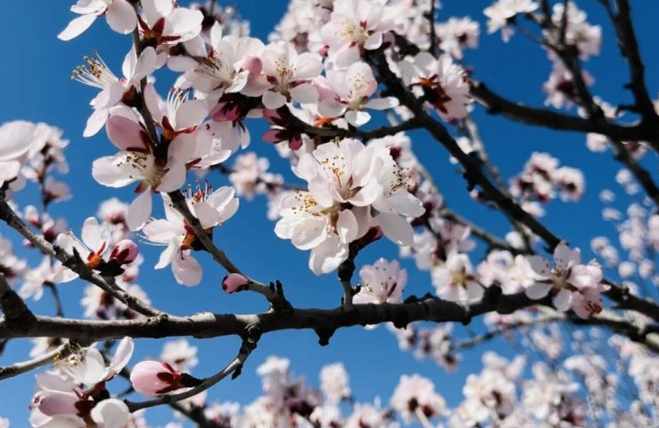 周末去哪玩？神农山的桃花已盛开，快来拍照！
