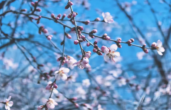 清明游丨朝阳山看表演、赏春光、享春趣！