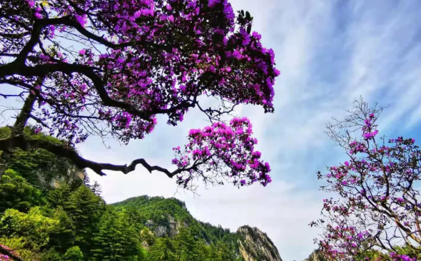 尧山杜鹃开啦!花海漫山 + 免票福利,这个春天必赴中原最美花事