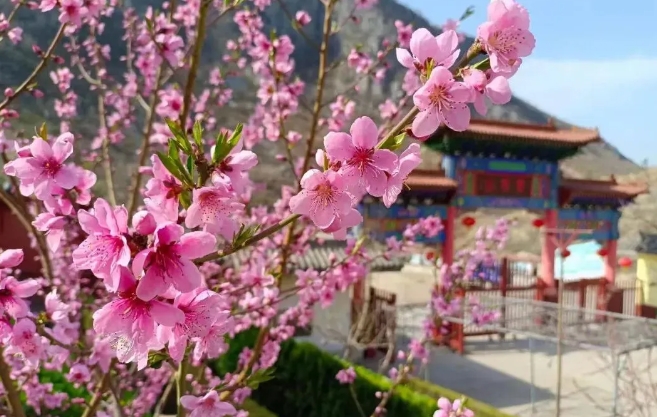 漫山花开+实景演绎！云梦山把春天的浪漫直接拉满！