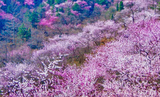 春风十里，不如朝歌遇见你｜清明假期，淇县向您发出春日邀约