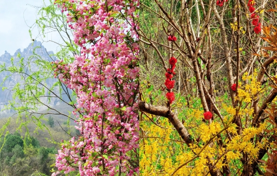 清明收官，美好落幕！接下来，神农山三月三古庙会即将登场！