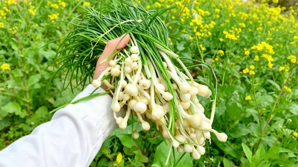 晚到的春天更鲜！老君山限定山野菜，你最想吃哪一个？