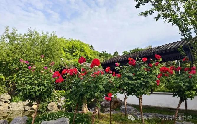 邓州花洲书院：5.10母亲节女士免门票啦