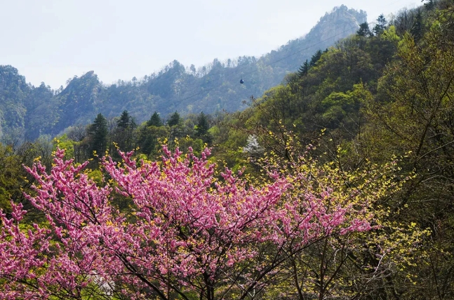 初夏顶流花海|赴尧山之约,邂逅漫山杜鹃云海