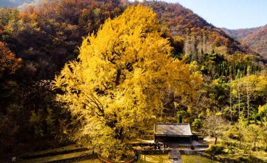 月圆秋浓景致佳,筑牢防线护无忧|中秋首日,王屋山景区暖心护航团圆之旅