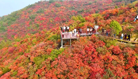 10月1日—11月30日|长寿山第十八届红叶季盛情绽放