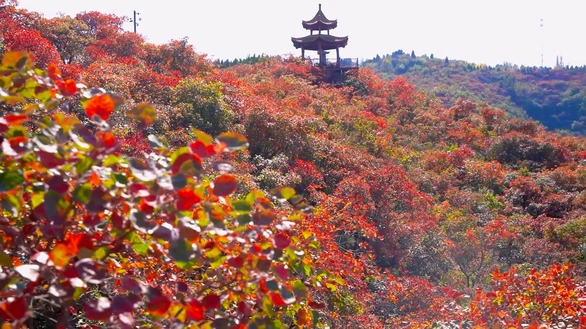 漫山铺红意，染透半季秋｜一键闯入长寿山最浪漫的红叶山海