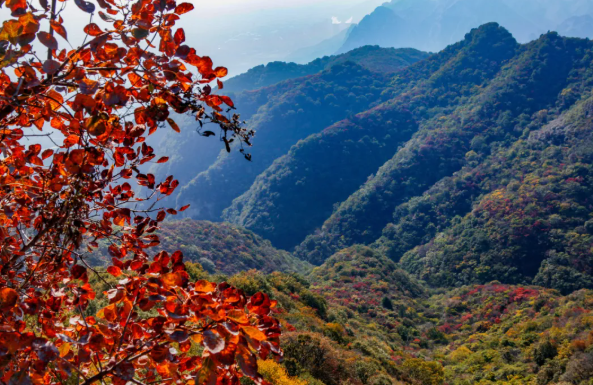 【龙脊神农山·红叶映如意】第十五届“三山同登”盛大开幕！千名健儿齐聚神农山！